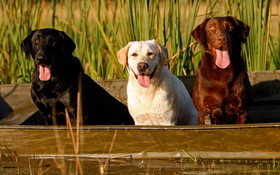 Animals 1920x1200 045 Psy, Labrador retriever