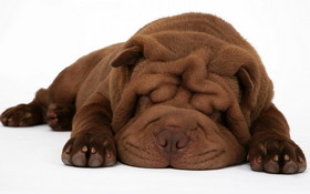 Animals 1920x1200 077 Pies, Shar Pei