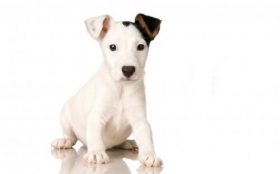 Animals 1920x1200 078 Pies, Jack Russell Terrier
