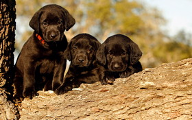 Animals 1920x1200 079 Psy, Szczeniaki, Labrador Retriever