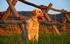 Animals 1920x1200 080 Pies, Labrador Retriever