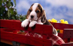 Animals 1920x1200 095 Pies, Beagle