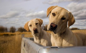 Animals 1920x1200 098 Psy, Labrador Retriever