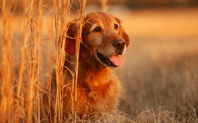 Animals 1920x1200 102 Pies, Golden Retriever