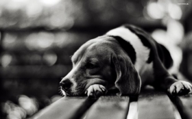 Beagle 006 Psy, Zwierzeta