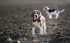 Beagle 009 Psy, Zwierzeta