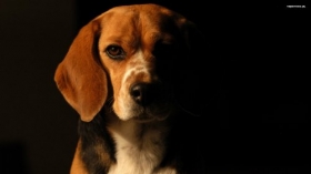 Beagle 016 Psy, Zwierzeta
