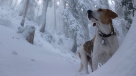 Beagle 032 Psy, Zwierzeta, Snieg, Zima