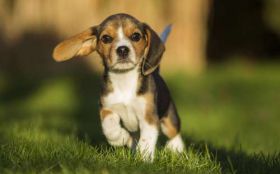 Beagle 040 Psy, Zwierzeta, Szczeniak, Trawa