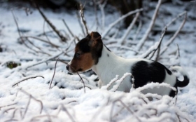 Beagle 052 Psy, Zwierzeta, Zima