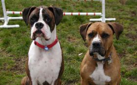 Bokser, Boxer 022 Psy, Zwierzeta