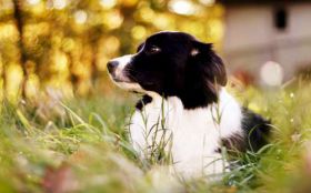 Border Collie 007 Psy, Zwierzeta, Trawa