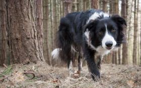 Border Collie 022 Psy, Zwierzeta