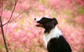 Border Collie 026 Psy, Zwierzeta