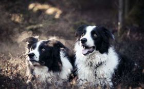 Border Collie 038 Psy, Zwierzeta