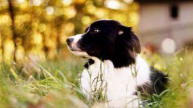 Border Collie 044 Psy, Zwierzeta, Trawa