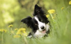 Border Collie 045 Psy, Zwierzeta, Laka, Kwiaty