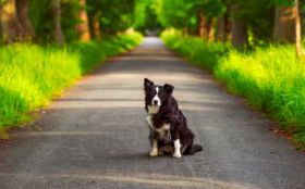 Border Collie 053 Psy, Zwierzeta