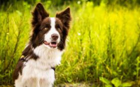 Border Collie 057 Psy, Zwierzeta, Natura