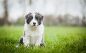 Border Collie 060 Psy, Zwierzeta, Laka, Szczeniak