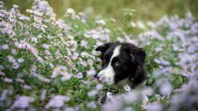 Border Collie 072 Psy, Zwierzeta, Kwiaty, Laka