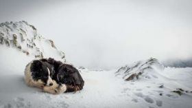 Border Collie 073 Psy, Zwierzeta, Zima, Snieg