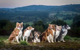 Border Collie 074 Psy, Zwierzeta, Gory