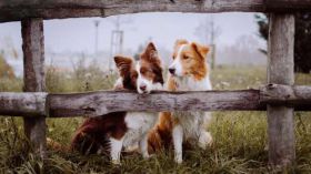 Border Collie 075 Psy, Zwierzeta, Plot, Wies