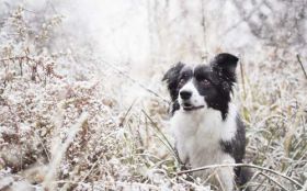 Border Collie 081 Psy, Zwierzeta, Zima