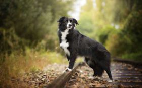 Border Collie 085 Psy, Zwierzeta, Tory