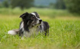 Border Collie 098 Psy, Zwierzeta, Laka, Trawa