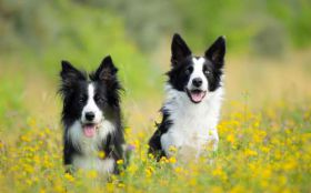 Border Collie 115 Psy, Zwierzeta, Laka, Kwiaty