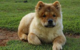 Chow Chow 004 Psy, Zwierzeta