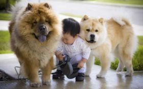 Chow Chow 007 Psy, Zwierzeta, Dziecko