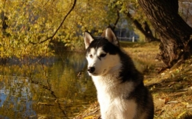 Husky syberyjski 024 Psy, Zwierzeta, Park, Woda, Drzewa