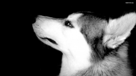 Husky syberyjski 035 Psy, Zwierzeta