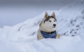 Husky syberyjski 078 Psy, Zwierzeta, Zima, Snieg