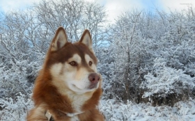 Husky syberyjski 095 Psy, Zwierzeta, Snieg, Zima