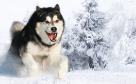 Husky syberyjski 099 Psy, Zwierzeta, Zima, Snieg