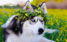 Husky syberyjski 101 Psy, Zwierzeta, Kwiaty, Trawa