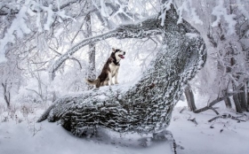 Husky syberyjski 107 Psy, Zwierzeta, Drzewa, Zima, Snieg