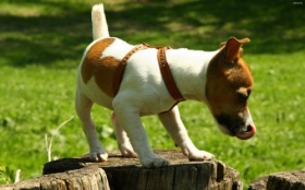 Jack Russell Terrier 001 Psy, Zwierzeta