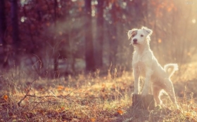 Jack Russell Terrier 003 Psy, Zwierzeta, Park, Drzewa