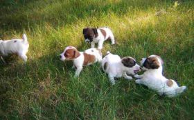 Jack Russell Terrier 014 Psy, Zwierzeta, Szczeniaki, Zabawa, Trawa