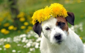 Jack Russell Terrier 017 Psy, Zwierzeta, Kwiaty