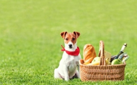 Jack Russell Terrier 018 Psy, Zwierzeta, Kosz, Piknik, Trawa