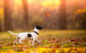 Jack Russell Terrier 021 Psy, Zwierzeta, Jesien, Liscie, Park