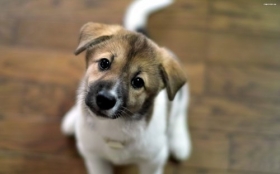 Jack Russell Terrier 034 Psy, Zwierzeta