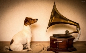 Jack Russell Terrier 035 Psy, Zwierzeta, Gramofon