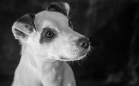 Jack Russell Terrier 036 Psy, Zwierzeta